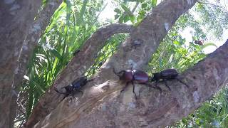 【田野記錄】Taiwan insect habitat,Rhinoceros beetle on Formosan Ash 棲息在光臘樹（白雞油）上的獨角仙 大漢溪水岸 2020/6/23