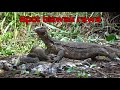 Berburu biawak spot rawa