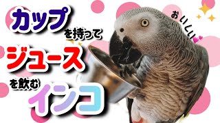 まるで人？カップを持ってジュースを飲む姿が可愛すぎるインコ！【ヨウムのメル】