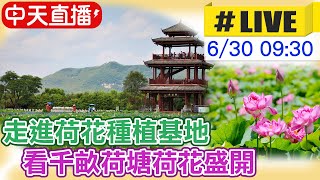 【中天直播#LIVE】走進嶺南荷花種植基地 看千畝荷塘荷花盛開 20230630 @全球大視野Global_Vision