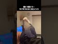 【かわいい】モフモフにふくらむコザクラインコすいちゃん