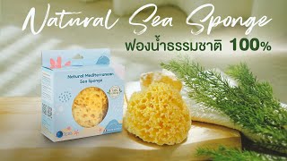 ิชิทิด้า ฟองน้ำธรรมชาติ 100% Chitida Natural Mediterranean Sea Sponge