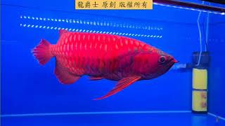 【龍爵士】馬來西亞龍魚展