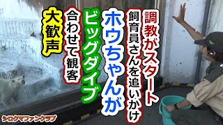 調教がスタート、飼育員さんを追いかけホウちゃんがビッグダイブ💗合わせて観客大歓声【天王寺動物園】