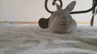 Cute Bunny Goes Into Loaf Position