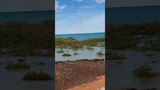 Mangroves submerged at high tide. #broome #travel #beach #nature #shorts #australiancity