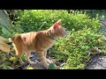 小貓探索街道｜kitten explores the street【浪貓餵食記｜feed stray cats volg 】 straycats 流浪貓