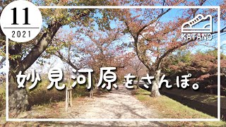 【交野】大阪の隠れた桜スポット！妙見河原をさんぽ。【散歩】