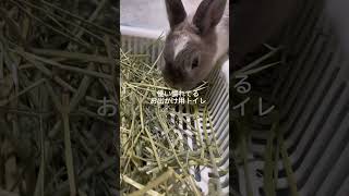 モモちゃんの避難グッズをパッキングした！#shorts#rabbit #うさぎ #モモちゃん#避難グッズ #うさぎ避難#パッキング