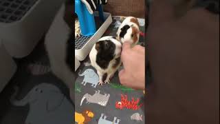 Guinea Pig's Head Spinning Yoga~ 天竺鼠練轉頭瑜伽～