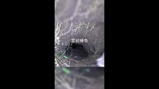 雪貂進洞捕兔 #看動物世界品百味人生 #野生動物零距離