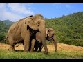 ELEPHANT NATURE PARK | Rescue and Rehabilitation Center in Chiang Mai Province, Thailand