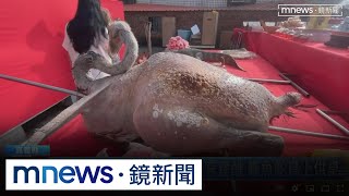 巨大版三牲！嘉義新店紹徽宮建醮　鱷魚鴕鳥上供桌｜#鏡新聞