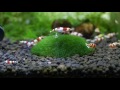 レッドビーシュリンプ水槽2号 158日目 苔 crystal red shrimp 【アクアリウム】