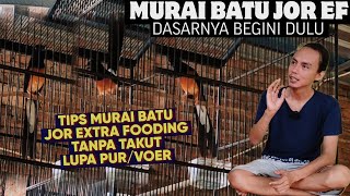 CARA SUKSES MERAWAT MURAI BATU JOR EF AMAN 100%, DASARNYA BEGINI DULU..?