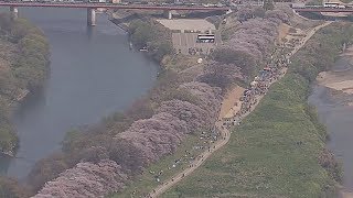 背割堤の桜が見ごろ　京都府八幡市