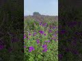 버베나 verbena hybrida 美女樱 꽃 말 가정의평화 화합 단란한 일가