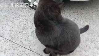 black cat路遇一只胖嘟嘟的黑猫，撸了两把发现这家伙长了一张厌世脸，撇着嘴，一副很拽的样子。#blackcat #britishshorthaircat #黑猫 #厌世脸 #英短猫