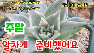 [완판]7월25일.일.달님이의 황금농장 1탄. 착한 가격으로 금 만 준비했어요^~^