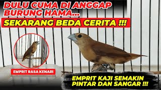 AKHIRNYA SUARA MASTERAN SUDAH MASUK & MULAI DI BAWAKAN❗UPDATE EMPRIT KAJI❗