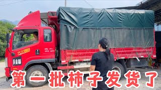 第一批脆甜柿子终于发货了，广东老板定下5000斤，现摘现发太新鲜了