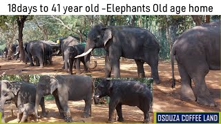 Sakrebyle Elephant Camp | 18days to 41 year old Elephants | Old age home |