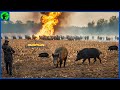 How Do Hunters And American Farmers Deal With Millions Of Wild Boars In Texas | Farming Documentary