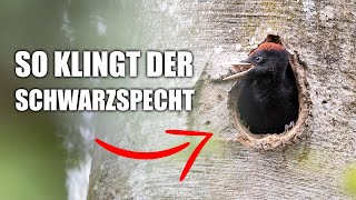 Schwarzspecht - Vogelstimmen lernen