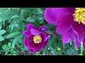 Պիոնների դաշտ Ամերիկայում peony garden peonies bloom seneca creek park md usa Пионы в Америке