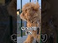 【滑り台の上のtoi】　 ミックス犬 シープー