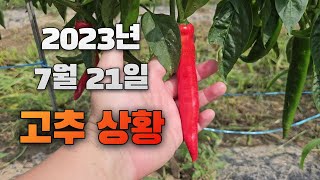 친환경 유기농법으로 재배하는 고추