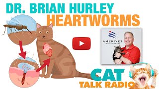 Cat Talk Radio - Heartworms with Dr. Brian Hurley