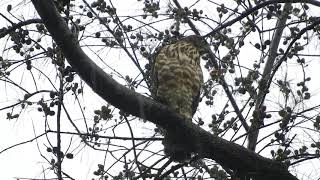 20200715 祥合公園鳳頭蒼鷹 – 雨中小鳳頭