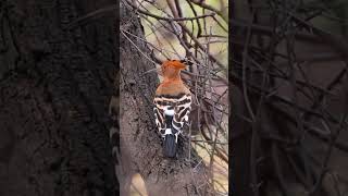 Israel's national bird Eurasian Hoopoe spotted at Koonthankulam| ഉപ്പൂപ്പൻ