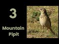 8 pipit calls from southern africa