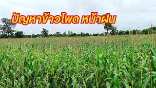 ปัญหาการปลูกข้าวโพดหน้าฝนที่จะต้องเจอ สำหรับเกษตรกรมือใหม่