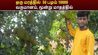 ஒரு மரத்தில்  50 பழம் 10000 வருமானம் ,மூன்று மாதத்தில்