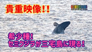 【希少種】まさかの！！背びれがない！頭部にコブ状の突起物が！～三宅島沿岸にセミクジラが来遊！～