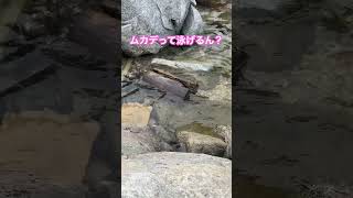 ムカデは海を泳げるのか？