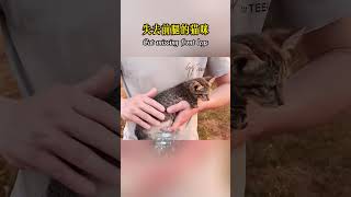 The cat was amputated and was living on the streets! #shorts #nature #wildlife #animal #pet #animal