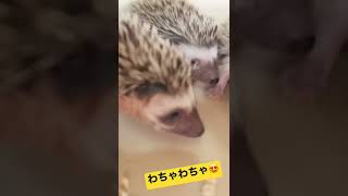 ハリネズミの赤ちゃん23日目👶🦔ベビたちわちゃわちゃ😄