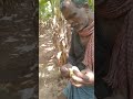 வாழை மொட்டு சாப்புடுவது நண்மை trending agriculture banana shortvideo