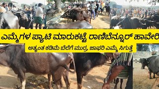 ಎಮ್ಮೆಗಳ ಮಾರುಕಟ್ಟೆ ರಾಣೆಬೆನ್ನೂರು ಹಾವೇರಿ. Buffalo market information Ranebennur Haveri