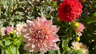 Dahlia Year2#Update my dahlias garden on 19/09 autumn is coming soon ดอกรักเร่สวีเดน🇹🇭🇸🇪