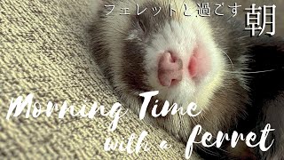 フェレットと過ごす朝　Morning Time with a ferret【モーニングルーティン　Ferret Morning Routine】