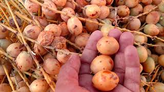 Harvest Fresh Barhi🌰Dates🌴Fruit (Yellow)  .#fruit #datesfruit #harvest #nature #datestree #fresh #4k