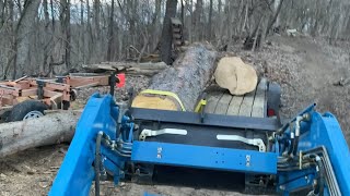 #248 LS XR3135 Offloading Huge pine logs at the sawmill.