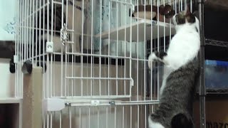 ケージのゴハンを狙う猫　【ねこ cat】