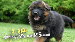 5 สุนัขพันธุ์ใหญ่น่ารัก กอดได้เต็มแขน