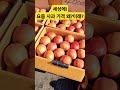 세상에 요즘 사과 가격 왜이래 대박 시장 사과 과일 food